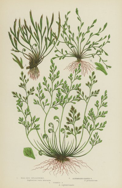 Spleenwort rue des murs, Spleenwort à feuilles alternées, Spleenwort fourchu - English School