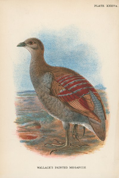 Mégapode peint de Wallace - English School