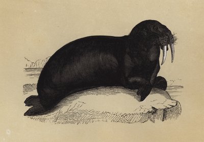 Morse (lithographie en couleur) - English School