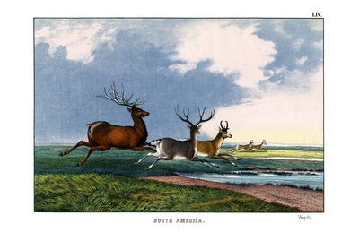Wapiti - English School