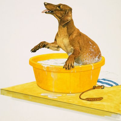Lavage du chien - English School
