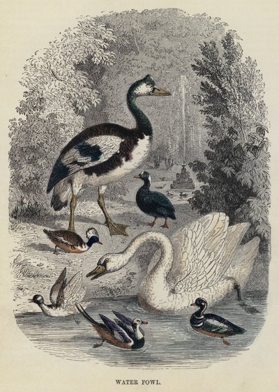Oiseaux aquatiques (gravure) - English School