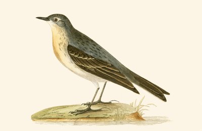 Pipit des arbres, illustration de 