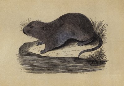 Rat d