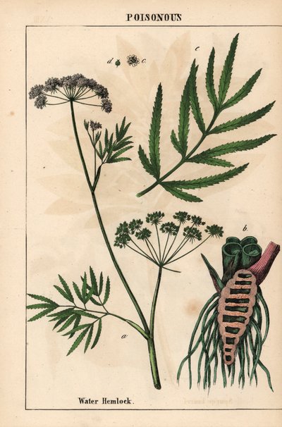 Ciguë aquatique montrant les feuilles, la structure des racines et les fleurs. Cicuta virosa, de 