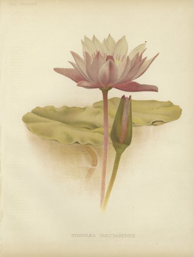 Nénuphar - English School