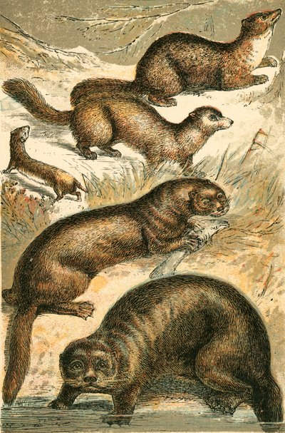 Belette, zibeline, martre, loutre et loutre de mer - English School