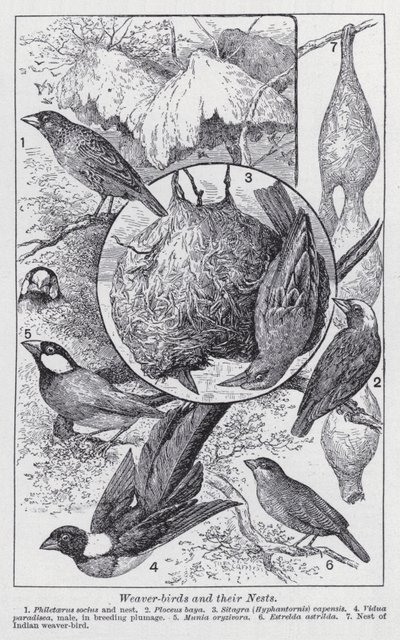 Tisserins et leurs nids - English School