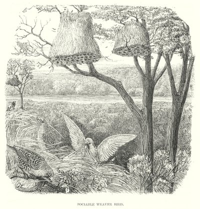 Oiseaux tisserands (gravure) - English School