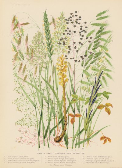Mauvaises herbes et parasites - English School