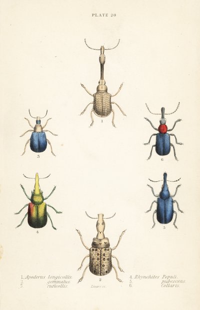 Charançons : Attelabus longicollis 1, Attelabus gemmatus 2, Attelabus ruficollis 3, Byctiscus populi 4, Rhycnhites pubescens 5, et Rhynchites collaris 6 - English School