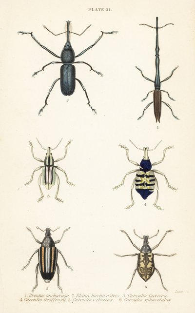 Charançons : Brentus ancharago 1, Rhina barbirostris 2, Curculio cuviera 3, Eupholus geoffroyi 4, Larinus ursus 5 et Curculio sphacelatus 6 - English School