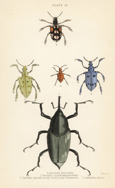 Charançons et coléoptères : Curculio latreillii 1, Curculio sexdecempunctatus 2, Trichaptus mutillarius 3, Pissodes castaneus 4 et Calandra heros 5 - English School