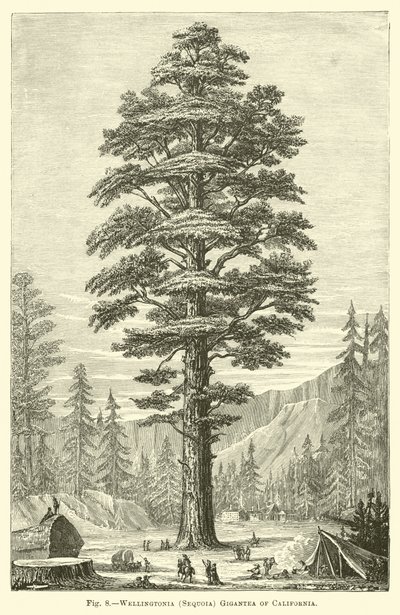 Wellingtonia (Sequoia) gigantea de Californie - English School