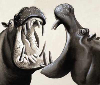 Quand les hippopotames attaquent ! - English School