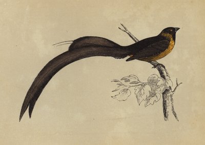 Veuve dominicaine - English School