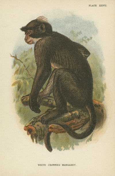 Mangabey à couronne blanche - English School