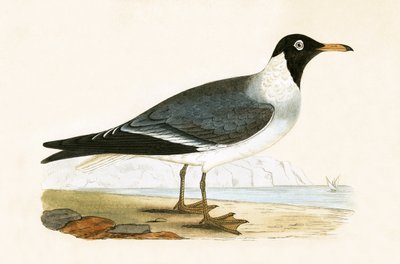 Goéland à yeux blancs, illustration de 
