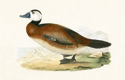Canard à tête blanche, illustration de 