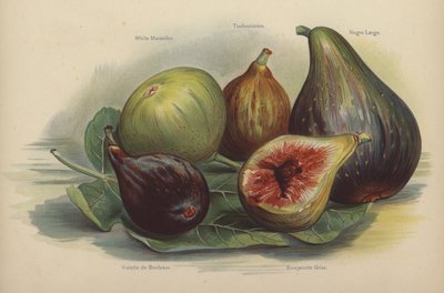Marseille Blanche, Toulousienne, Schwarze Largo, Violette de Bordeaux, Bourjasotte Grise - English School