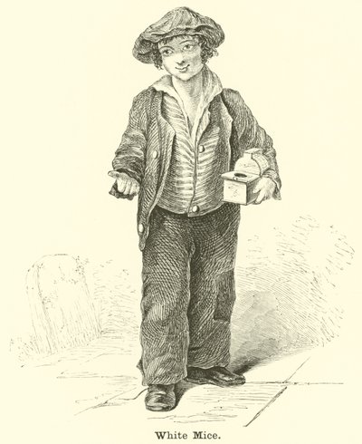Souris blanches - English School