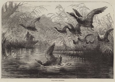 Chasse aux oiseaux sauvages (gravure) - English School