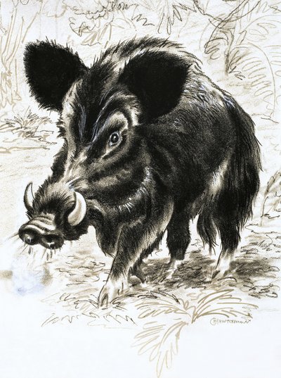 Sanglier - English School