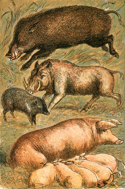 Sanglier, phacochère, pécari, truie et porcelets - English School