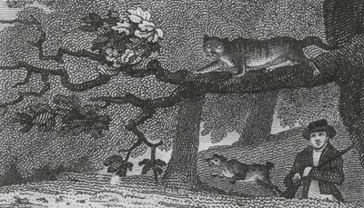 Chat sauvage - English School