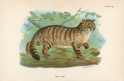 Chat Sauvage - English School
