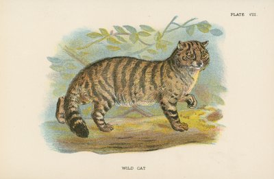 Chat Sauvage - English School