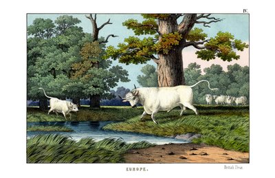Bétail sauvage de Grande-Bretagne - English School