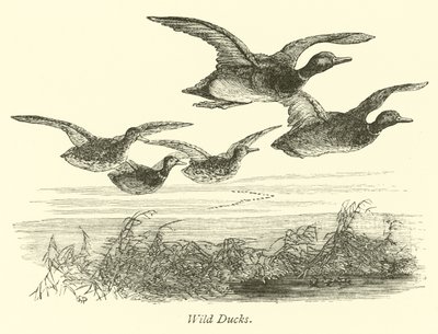 Canards sauvages - English School