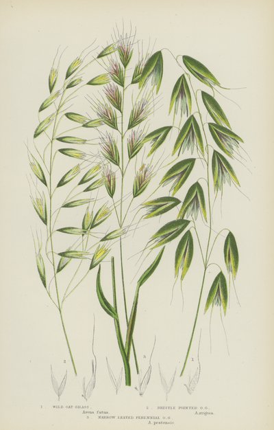 Avoine sauvage, Avoine à pointe de soie, Avoine vivace à feuilles étroites - English School