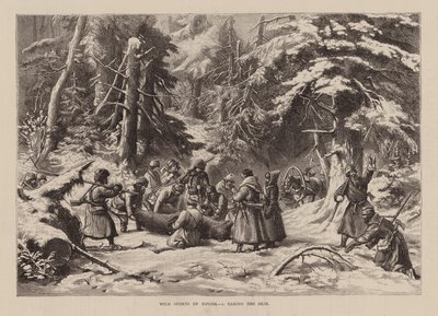 Sports sauvages de Russie, I, Prendre la peau (gravure) - English School