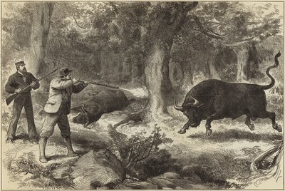 Chasse au taureau sauvage dans les îles Galápagos - English School