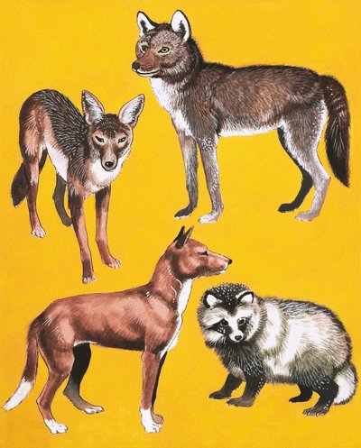 Montage de chiens sauvages - English School