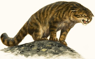 Chat sauvage - English School