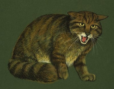 Chat sauvage - English School