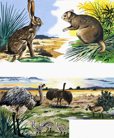 Montage de la faune - English School