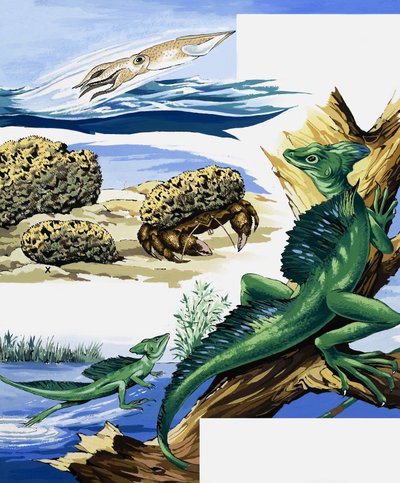 Montage de la Faune - English School