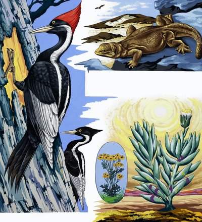 Montage de la faune - English School