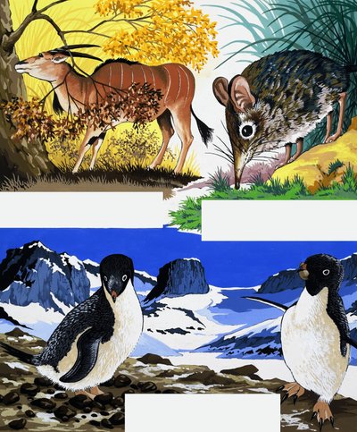 Montage de la faune - English School