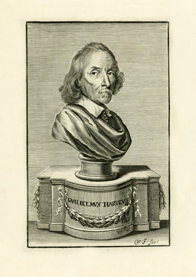 William Harvey - English School