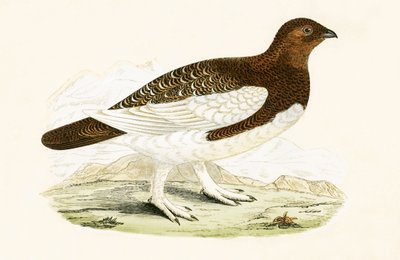 Lagopède, illustration de 