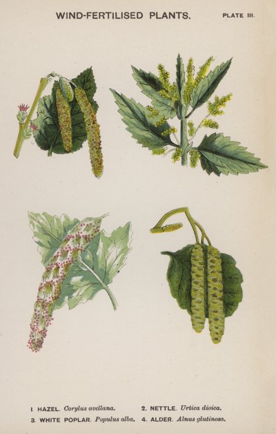 Plantes fécondées par le vent - English School