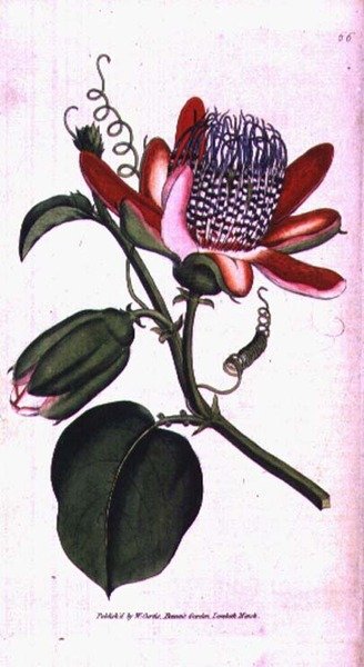 Passiflore ailée (Passiflora alata), planche 66 du 