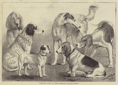 Chiens gagnants à l