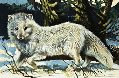 Loup - English School