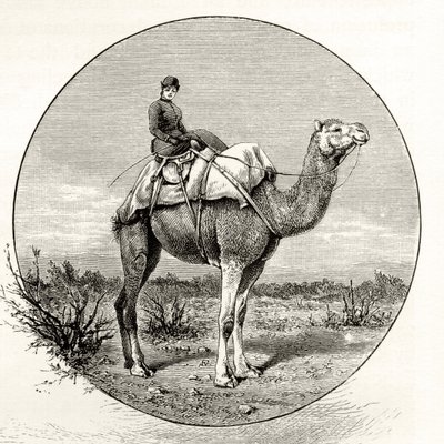 Femme sur un chameau en Australie, vers 1880, de 